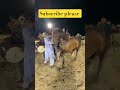 Red Ghora Short Shorts Horse Subscribe Dance 