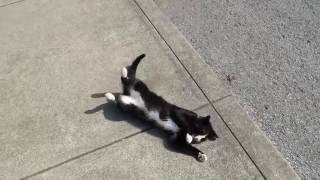 Tim the Tuxedo Cat Rolls Around on the Sidewalk