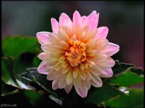 Natural antidepressant.wmv - YouTube
