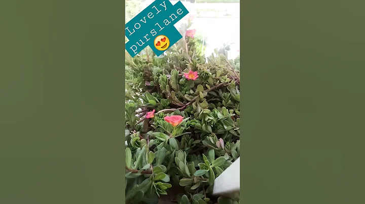 Blooming purslane in my balcony🌸🌷 garden#shorts#purslane#Bloomers#Green side garden🌿 #shortvideo 🌺 - DayDayNews