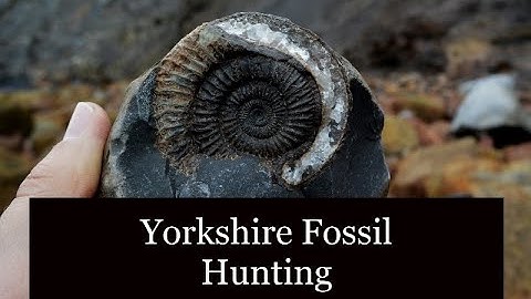 Yorkshire Fossil Hunting Sandsend March 20231 #Fossilhunting #Ammonites