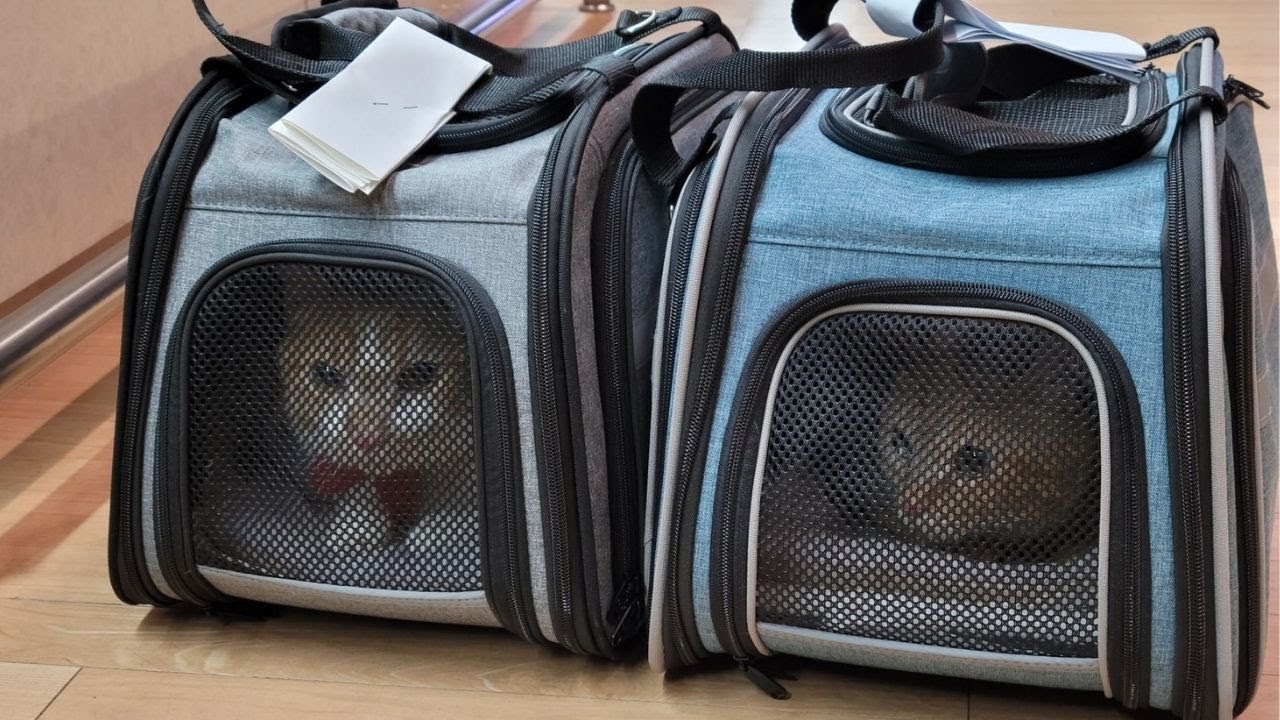 Flying with 2 cats from Korea to France 🐱🐱 