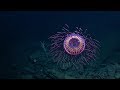 A burst of deep sea fireworks halitrephes jelly  nautilus live