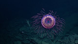 A Burst of Deep Sea Fireworks: Halitrephes Jelly | Nautilus Live