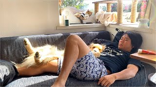 飼い主と仲良くお昼寝する三毛猫まりもとレトリバーまる