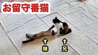 見守りカメラで留守番する兄妹子猫を観察してみた