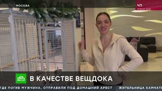 ЧП. Попугай с криминальный прошлым Евгении Медведевой. Репортаж НТВ #евгениямедведева