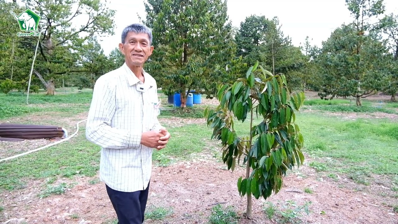 Green Cal | EP.11 ลุงตี๋บอกต่อ ทุเรียนเล็ก เตรียมดิน ดูแล ให้ปุ๋ย แบบไหน ให้รอด 100%