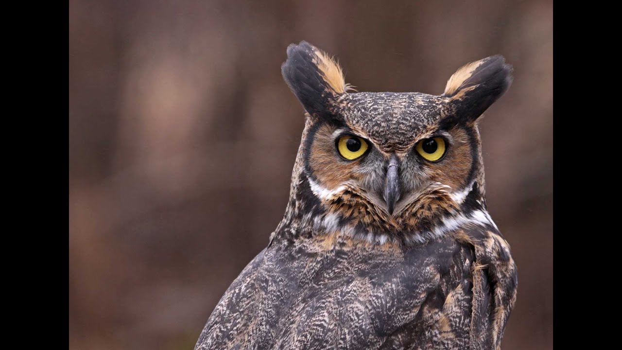 THREADVILLE ROBLOX MOVIE PART 1 - YouTube