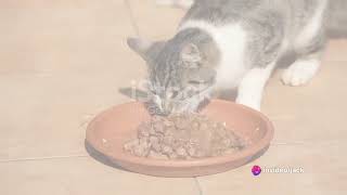Furry Felines Feast  The Eating Habits by Cats OVERLOAD 30 views 1 month ago 2 minutes, 16 seconds