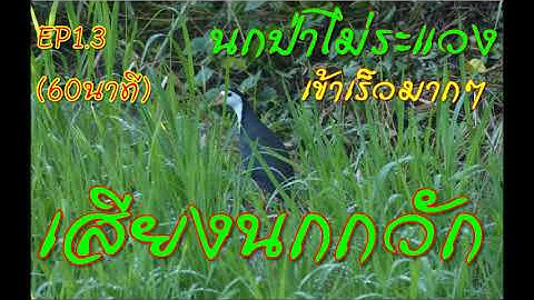 ฮวกกัดดะ | เสียงนกกวัก เวียตนาม EP1.3 [Bird sounds for trapping]Ruak Ruak Bird Trap