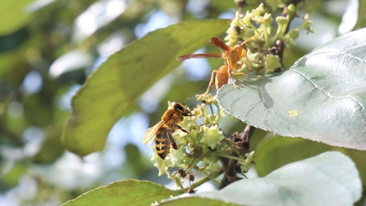 HD Footage of a Bumble Bee and other insect Dislodging Pollen *Copyright free footage*
