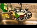 Bird having bath in a plate Птица купается на тарелке Kuş tabakta yıkanıyor