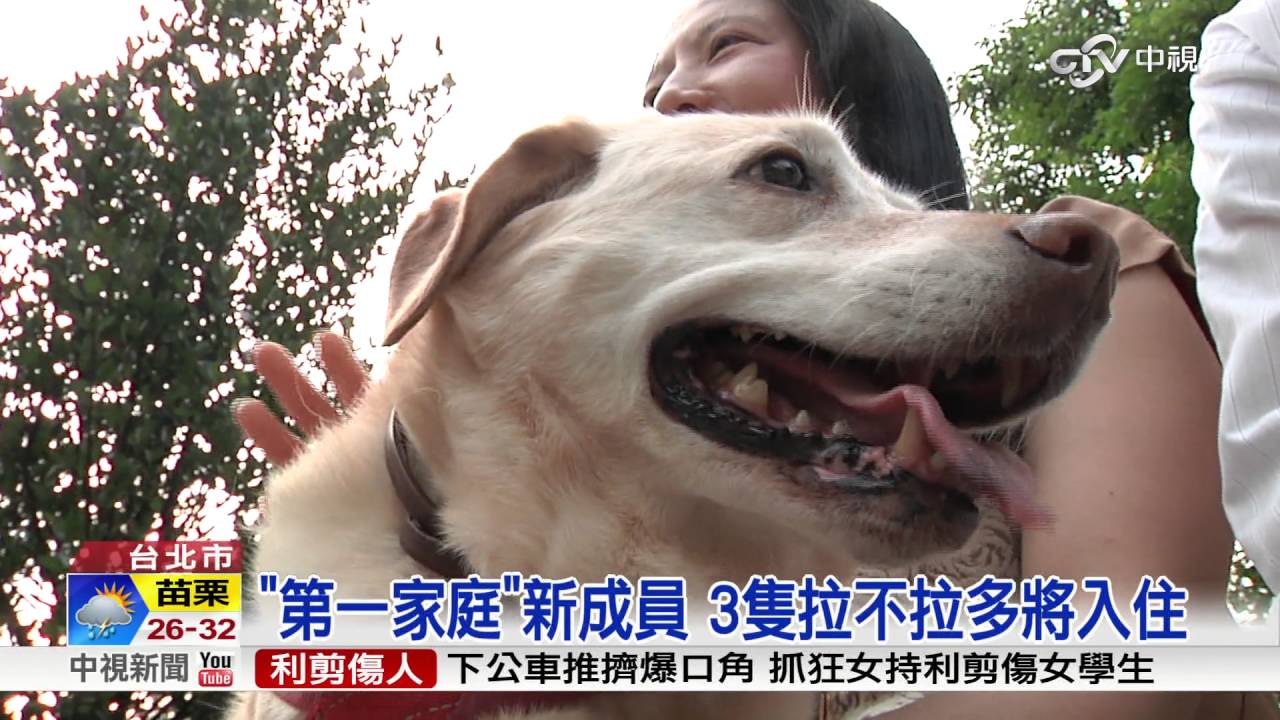 第一家庭 新成員3隻拉不拉多將入住 中視新聞 Youtube