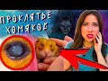 БЕЛЫЙ ГЛАЗ У ХОМЯКА МИСТИКА ? ЧТО ТО ПОШЛО НЕ ТАК у хомячка Эдди  | Elli Di Pets