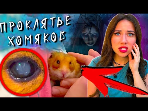 Видео: БЕЛЫЙ ГЛАЗ У ХОМЯКА МИСТИКА ? ЧТО ТО ПОШЛО НЕ ТАК у хомячка Эдди  | Elli Di Pets