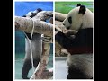 20240527 圓寶圓仔先後班 點心竹葉當早餐 Giant Panda Yuan Zai &amp; Yuan Bao