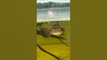 Con cá lóc vẫy rồng quậy nổi cái cây trong hồ lên luôn #calocvayrong #yelowsentarum