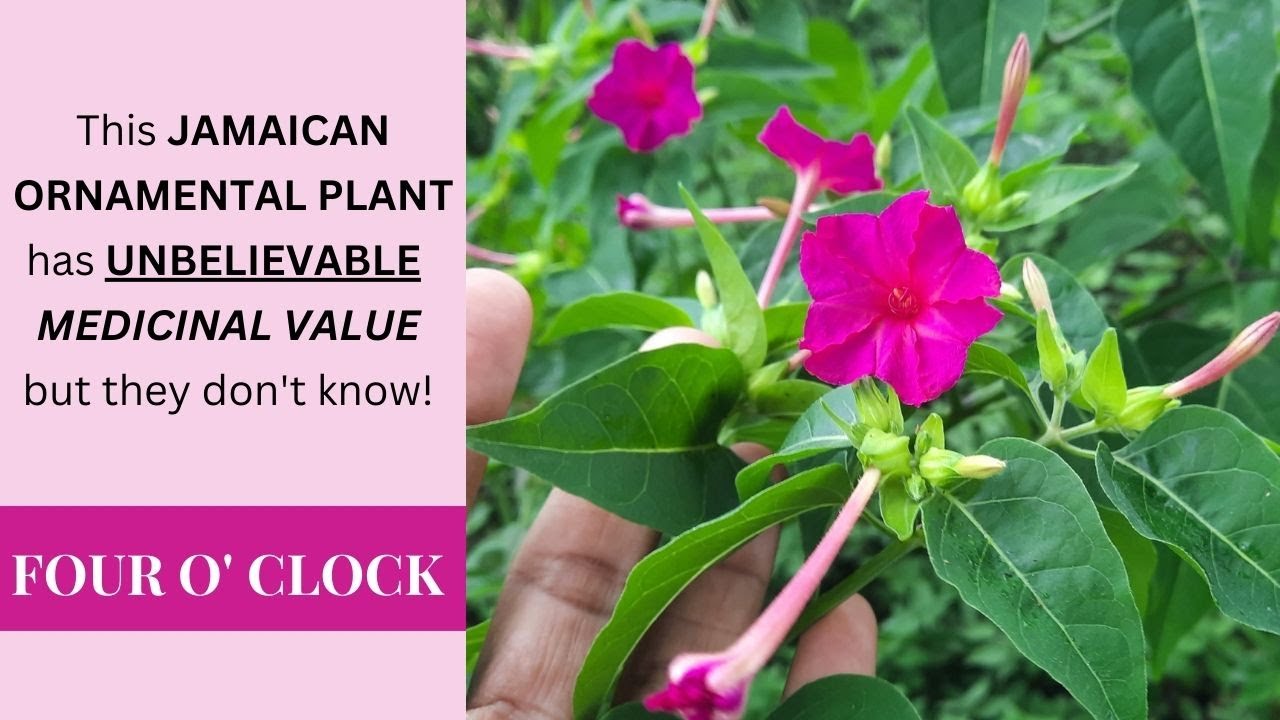 ANTI-INFLAMMATORY HERB that BOOSTS SEXUAL STAMINA + much more / FOUR O  CLOCK (MIRABILIS JALAPA)