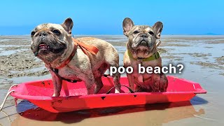 French Bulldog Has WORST Day At The Beach **Warning Contains TANTRUMS