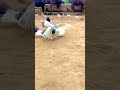 在翻滾的鳥