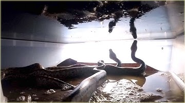 Blood Python Care Video