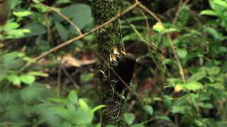 Maroon Woodpecker screenshot 1