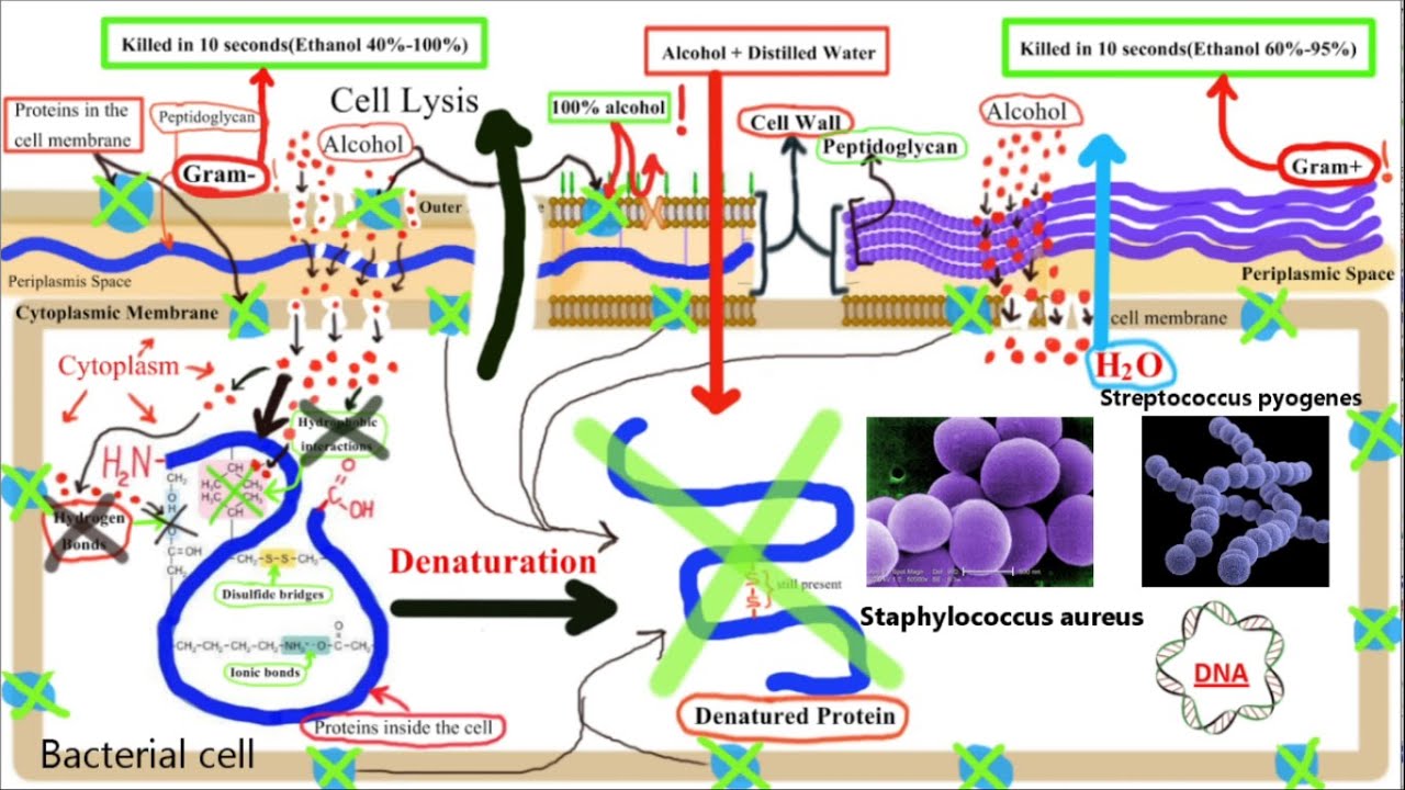 Pharmacology of ANTISEPTICS and DISINFECTANTS {Part 1}Alcohols YouTube