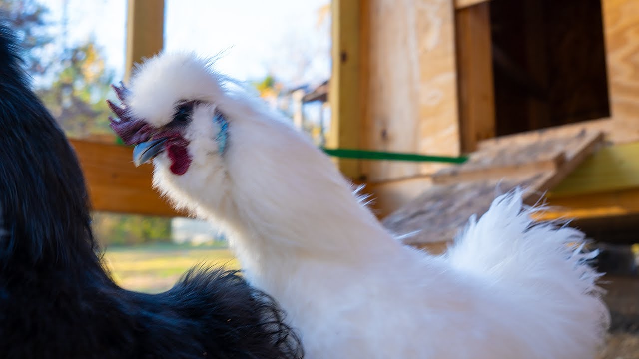 Day After Thanksgiving Chill Session 🐔 LIVE Silkie Cam
