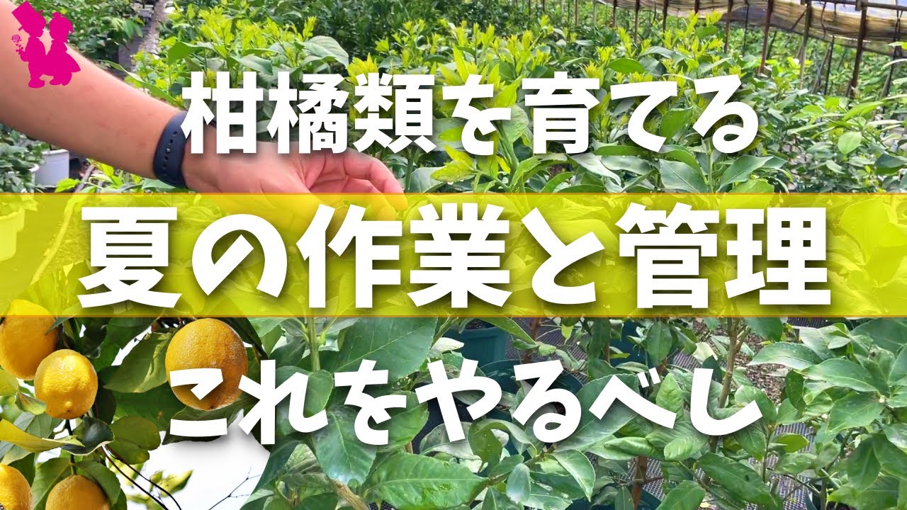 夏芽どうする 生産農家が柑橘類の夏作業と管理教えます 夏芽かき 水やり 肥料 Youtube 夏芽どうする 生産農家が柑橘類の夏作業と管理教えます 夏芽かき 水やり 肥料 Youtube