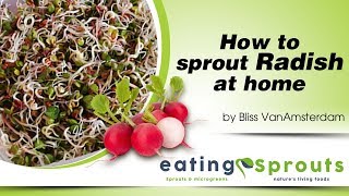 In this video i teach how to grow radish sprouts (china rose & daikon
radish) at home completely organically from seed until it germinates
and it's re...