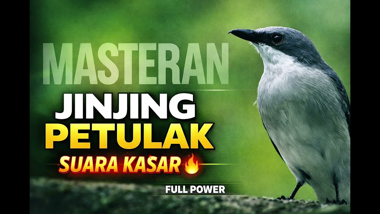 JINJING PETULAK TERGANAS! 🔥 Suara Kasar Bikin Lawan Diam!