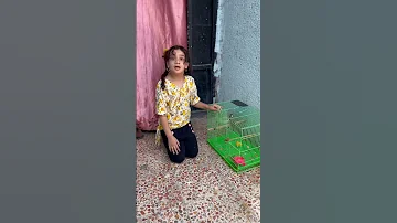 تريد طير البلبل 