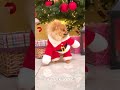 Christmas puppy merry christmas dog lover family best christmas ever boxing day viral tiktok shorts