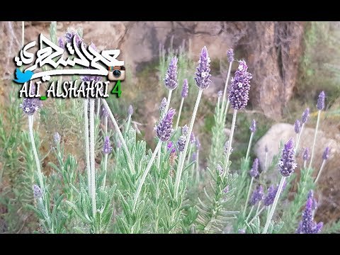 معلومات عن شجرة الضرم العطرية الشبيهة بـ اللافندر Lavender Youtube