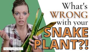 Snake Plant Troubleshooting | Brown Spots, Brown Leaves, Falling Over, & MORE! screenshot 4