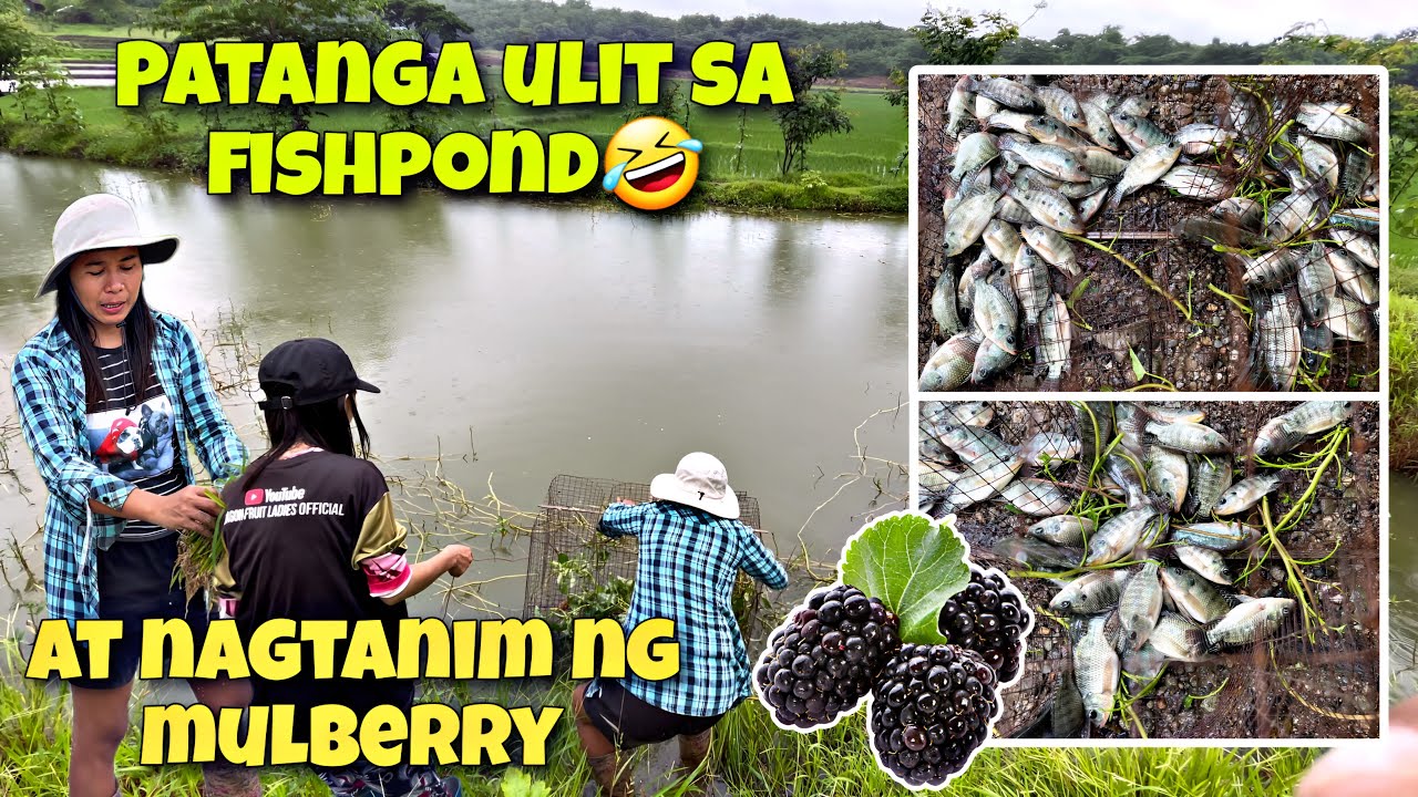 EP-427 | Nakahuli ulit tayo sa Patanga + Nagtanim kami ng mulberry | Life in the Province