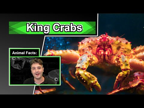 King Crab Facts | 10 Animal Facts about King Crabs