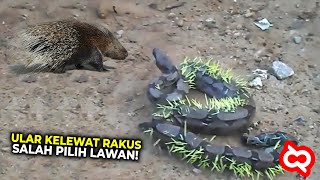 JANGAN SOMBONG! Sehebat Apapun Ketika Takdir Berbalik Pasti Akan Kalah Juga, Ular Vs Hewan Lainnya