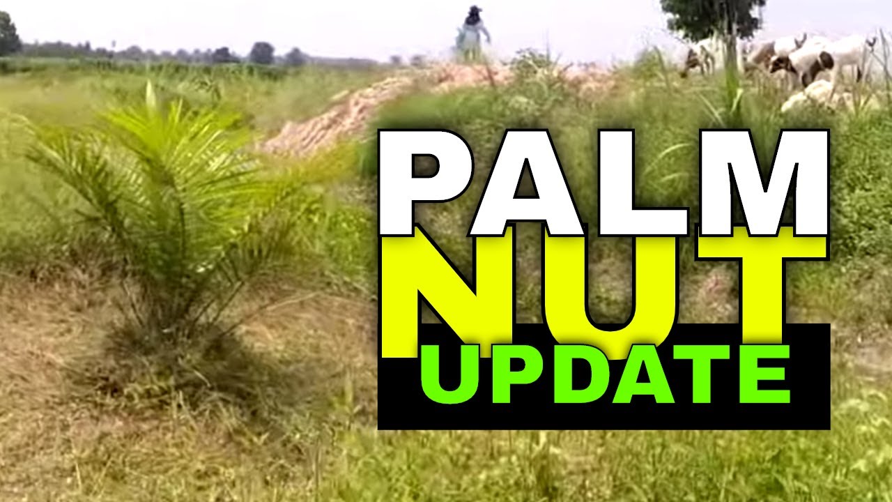 Organic Palm Nut Oil Tree Care in Rural Thailand YouTube