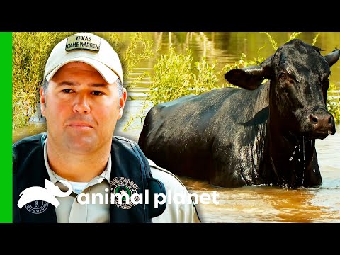 Game Wardens Save Cows From Flooded Area | Lone Star Law