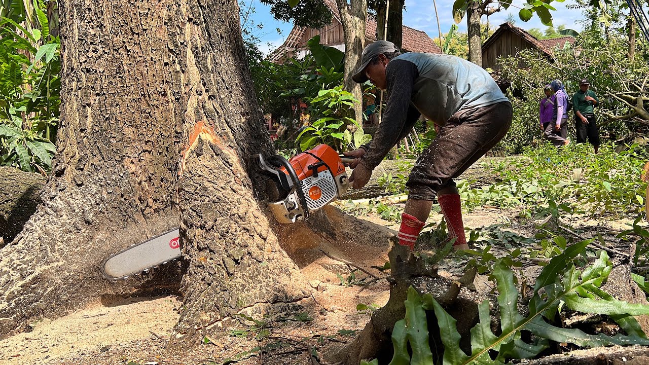 Stihl ms 881 !! Cut down 2 trembesi trees in the garden in front of the ...