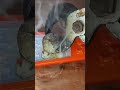 EXPERIMENT Glowing 1000 degree METAL BALL vs game #youtube #1000degreemetalball #shortvideo #shorts