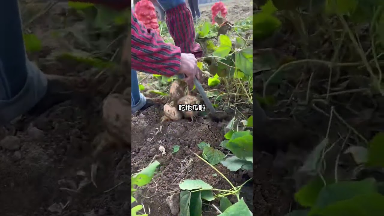 Crisp Juicy White Root Vegetable, Freshly Dug And Shipped, Naturally Sweet
