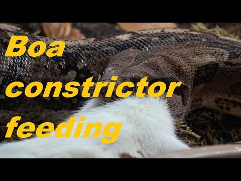 Snake Eating XL Rat! Boa Constrictor Consuming Rodent