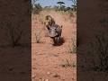 Warthog vs lion again #funny #wildlife #animalcomedy