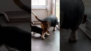 Patient dog teaches young puppy how to use the pet door