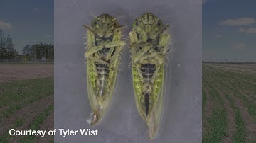 Canola School: Sweep net monitoring for aster leafhoppers