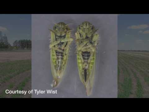 Canola School: Sweep net monitoring for aster leafhoppers