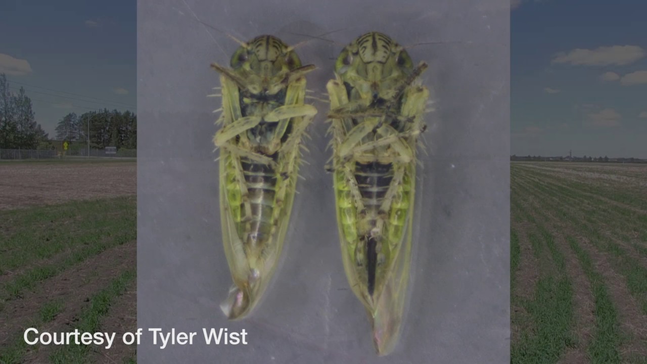 Canola School: Sweep net monitoring for aster leafhoppers